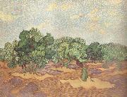 Vincent Van Gogh Olive Grove:Pale Blue Sky (nn04) oil painting reproduction